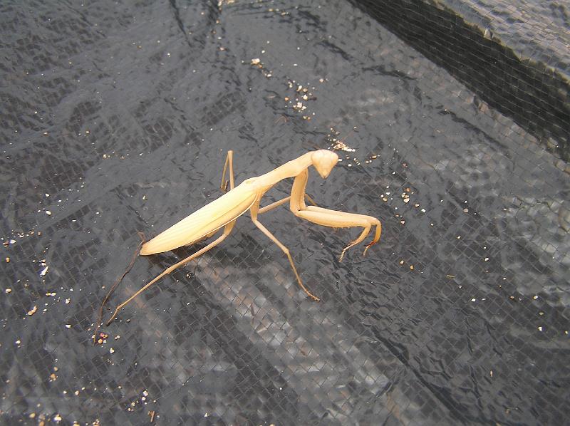 P8200193.JPG - Lubošákův spolunocležník - kudlanka nábožná. Tady jakási žlutá Krymská verze.