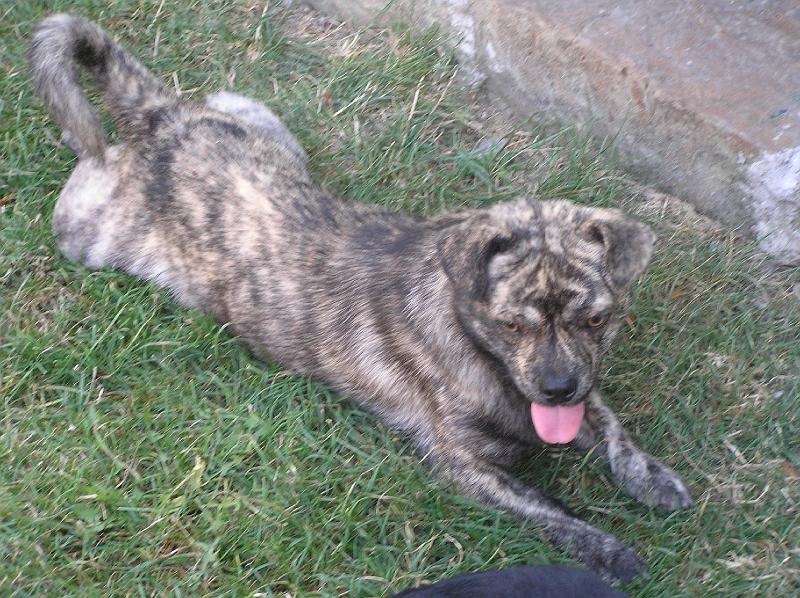 P8210245.JPG - Zajímavě vybarvený pes (Lapčuch)