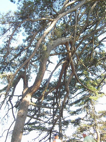 P8250472.JPG - Zajímavě pokroucená borovice
