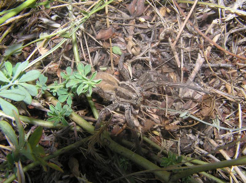 P8260538.JPG - Tarantule - tam jsme spali