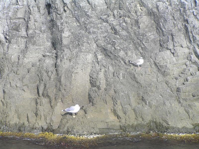 P8290636.JPG - Ptáci na skále