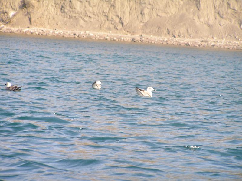 P8290658.JPG - Ptáci na vodě