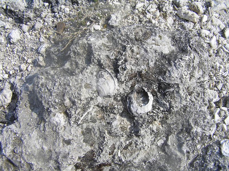 P8190112.JPG - Tak toto bylo kdysi na dně moře