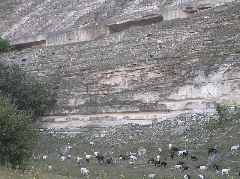 P8200158.JPG - Kozí průvod jako celek