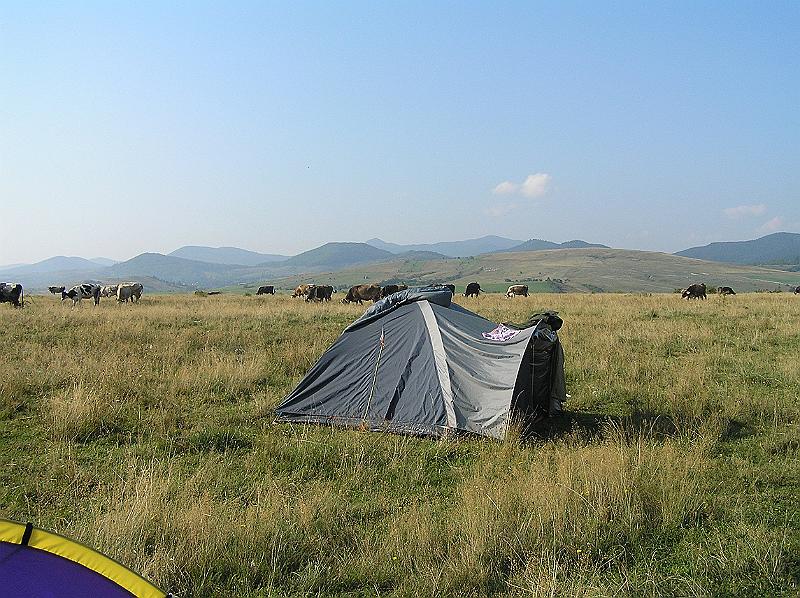 P8250356.JPG - Tradiční ráno se skotem