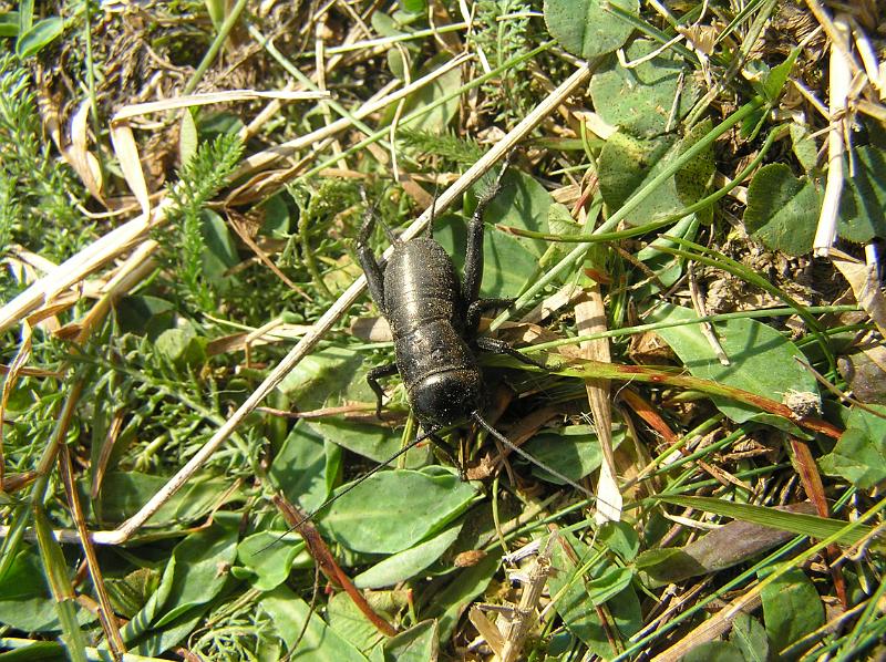 P8250360.JPG - Rumunský cvrček