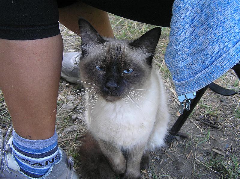 P8260384.JPG - Vlezlý loupežný kocour(u kempu v Cehlau)